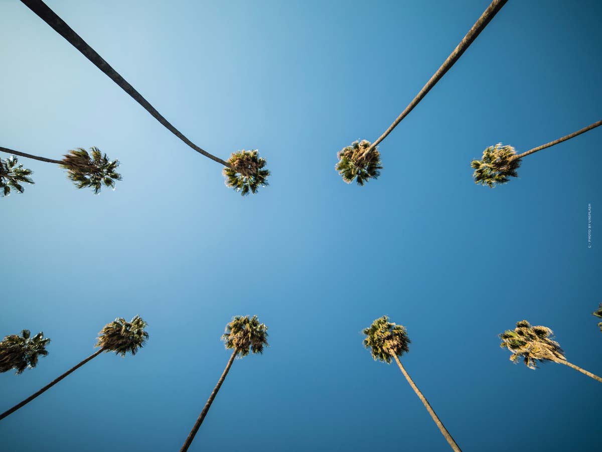 selfie-foto-instagram-influencer-palmen-himmel-palm-trees-los-angeles-california-model-urlaub